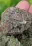 Grape Candy Strain