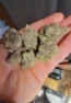 Miracle Alien Cookies (MAC1)